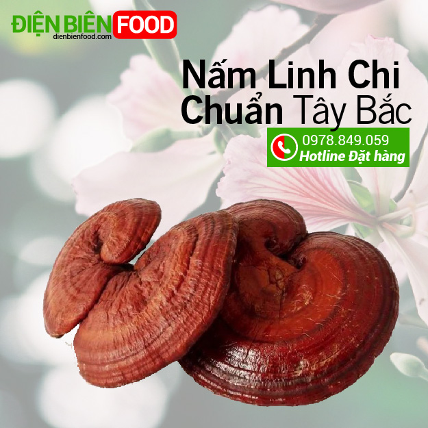 Nấm Linh Chi khô Điện Biên